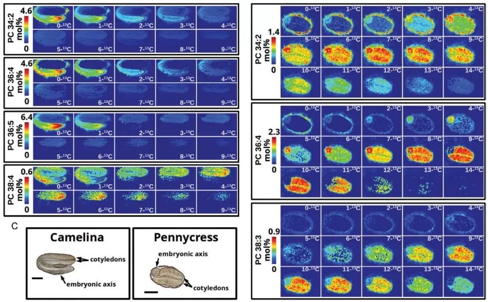 Phosphatidylcholine molecular species from a developing camelina embryo Phosphatidylcholine molecular species from a developing camelina embryo